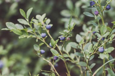Ormandaki olgun yaban mersini Bush. Vintage etkisi