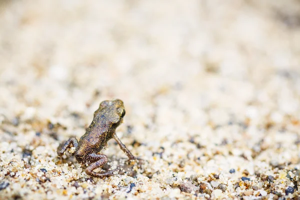 Pequeña rana sobre arena — Foto de Stock