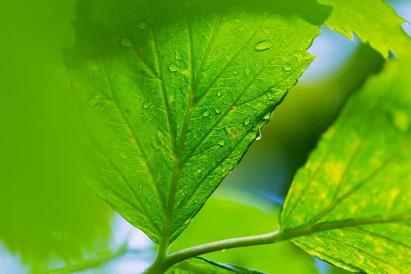 Зеленые листья крупным планом — стоковое фото