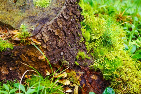 Baumstumpf mit Moos bedeckt — Stockfoto