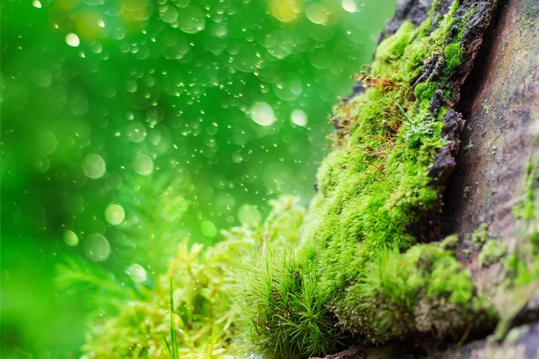 Зеленый мох на коре на фоне боке — стоковое фото