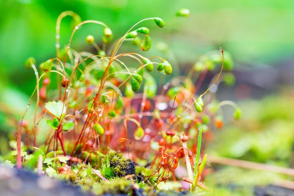 Esporos de musgo coloridos no fundo borrado — Fotografia de Stock