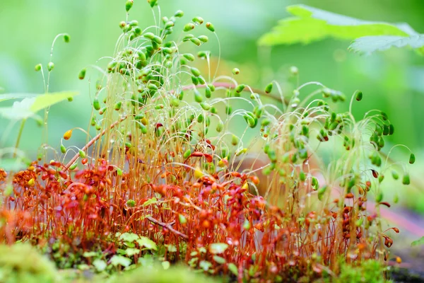 Esporos de musgo coloridos na floresta — Fotografia de Stock