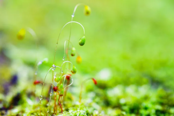 雨后的特写苔花 — 图库照片