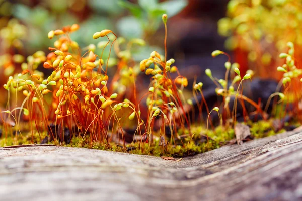 Sementes de musgo macro vermelho na floresta — Fotografia de Stock