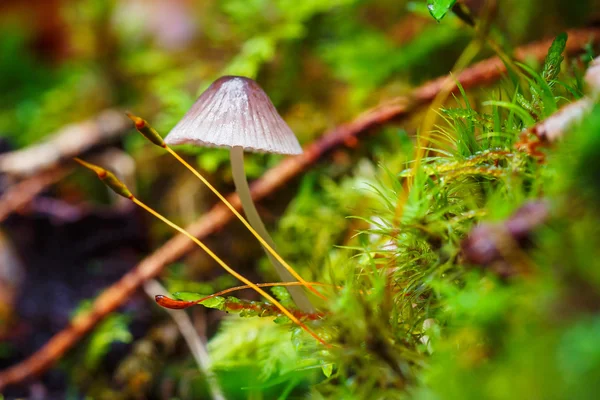 Close-up paddestoel in moss — Stockfoto