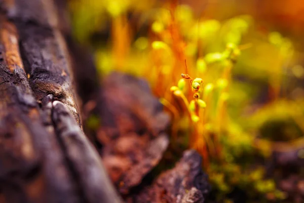 De achtergrond van de abstracte kleurrijke natuur met macro mos sporen op onscherpe achtergrond. Ondiepe focus — Stockfoto