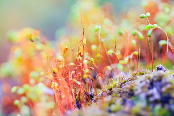 Barevné přírodní pozadí s makro mech — Stock fotografie