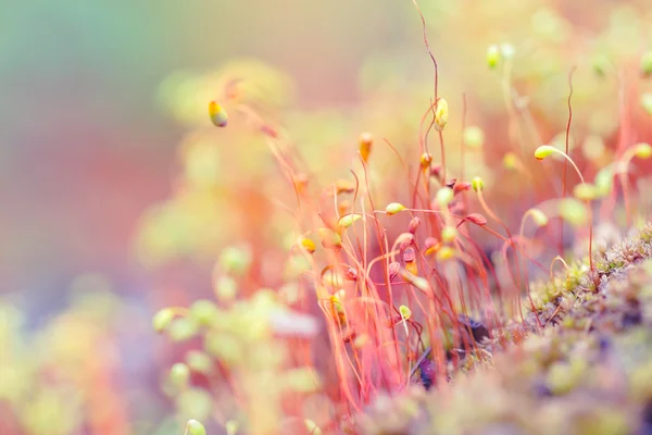 Kleurrijke natuur achtergrond met macro mos — Stockfoto