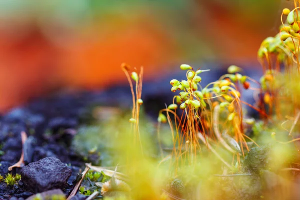 苔藓种子在五颜六色的模糊背景上的选择性焦点 — 图库照片