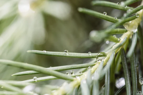 Pine tree with morning dew — Stock Photo, Image