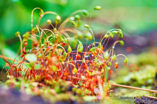 多彩的苔藓孢子对模糊背景 — 图库照片