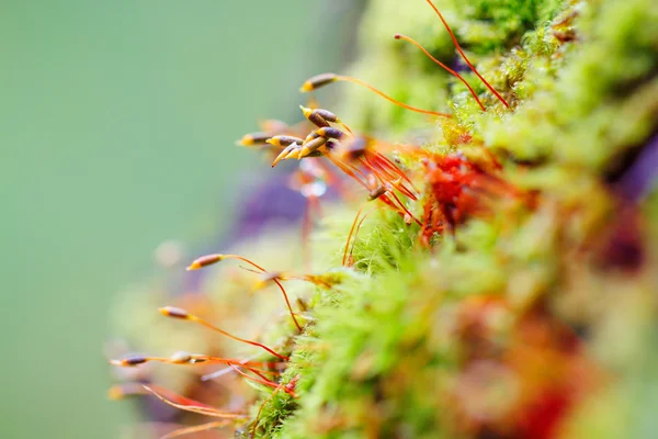 Kleurrijke mos sporen op onscherpe achtergrond — Stockfoto