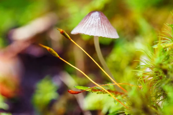 Nahaufnahme Pilz im Moos — Stockfoto