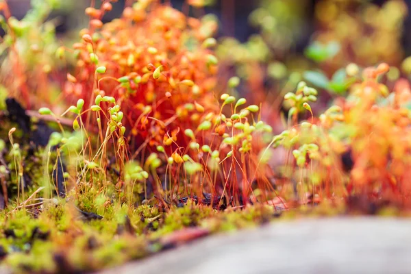 Semillas de macromusgo rojo en el bosque —  Fotos de Stock