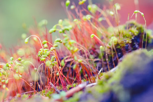 Sfondo colorato natura con macro muschio — Foto Stock