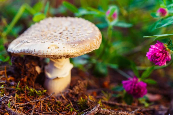Grand champignon amanita dans la forêt — Photo