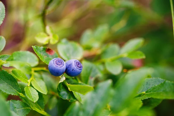 Closeup ripe blueberry on green bush — Stock Photo, Image