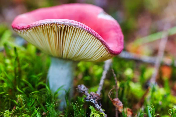 Primo piano russula rosa in muschio — Foto Stock