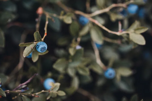 Bush of ripe blueberry in forest. Vintage effect — Stock Photo, Image