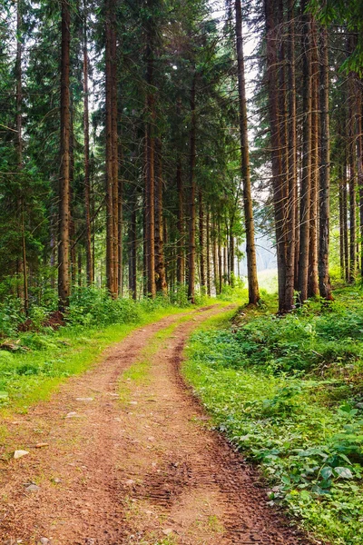 Beautyful pine forest landscape with dirt road — Stock Photo, Image