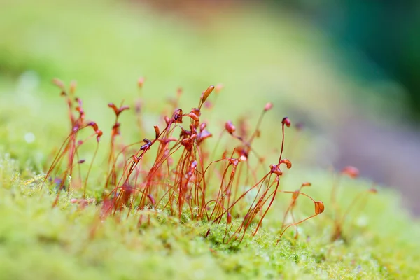 Shallow focus of red moss spores on blurred background Royalty Free Stock Images