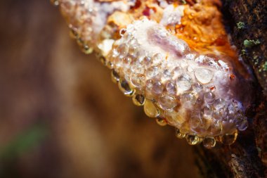 ağaç mantarlar closeup çiy damlaları