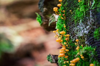 Moss closeup turuncu mantar