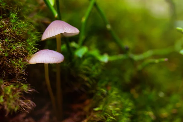 Closeup houba v zeleným mechem — Stock fotografie