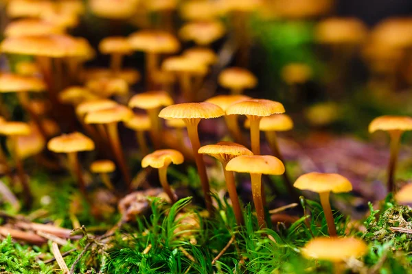 Closeup orange fungus in moss — Stock Photo, Image