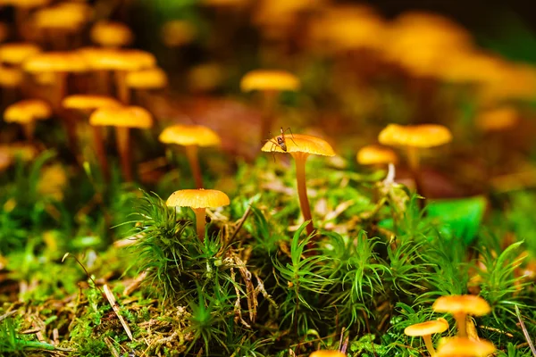 Nahaufnahme Orangenpilz im Moos — Stockfoto