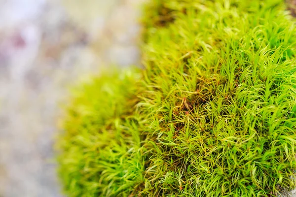 Closeup musgo verde — Fotografia de Stock