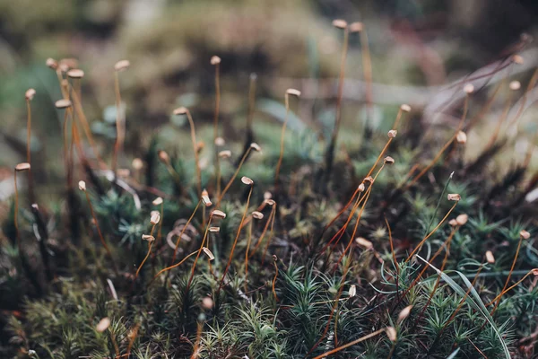 特写苔藓孢子 — 图库照片