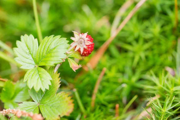 在森林里的成熟野生草莓 — 图库照片