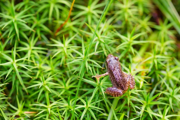 Pequeña rana del bosque sobre hierba — Foto de Stock