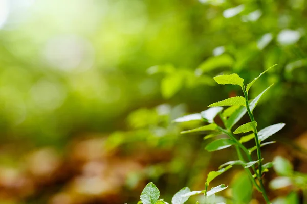 Floresta borrada fundo com galho verde — Fotografia de Stock