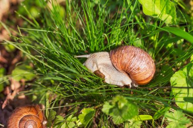 yeşil çim Snail