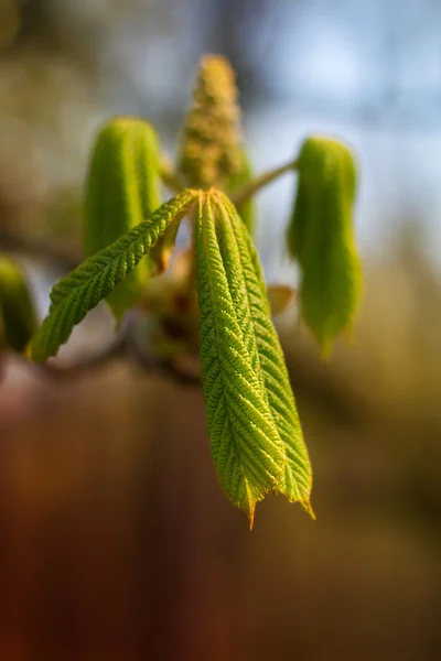 Jonge chestnut bud — Stockfoto