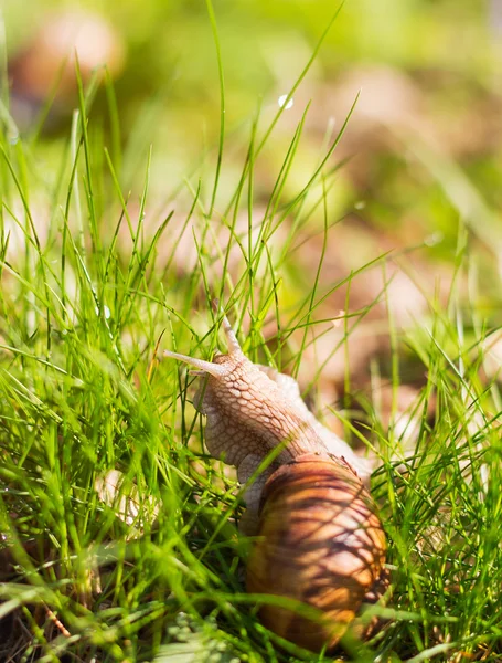 Caracol na grama verde — Fotografia de Stock