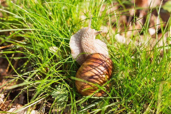 Caracol na grama verde — Fotografia de Stock