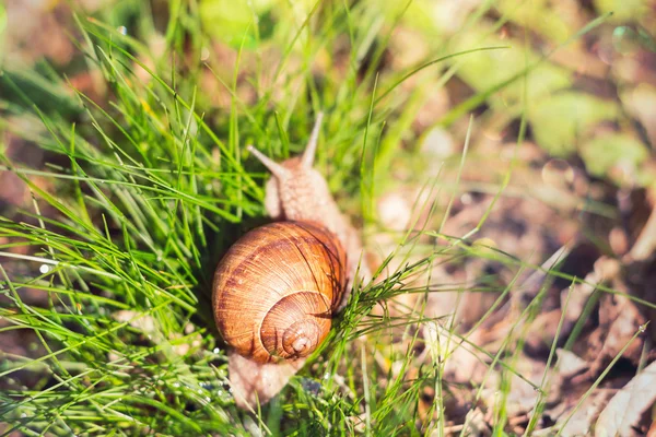 Caracol na grama verde — Fotografia de Stock