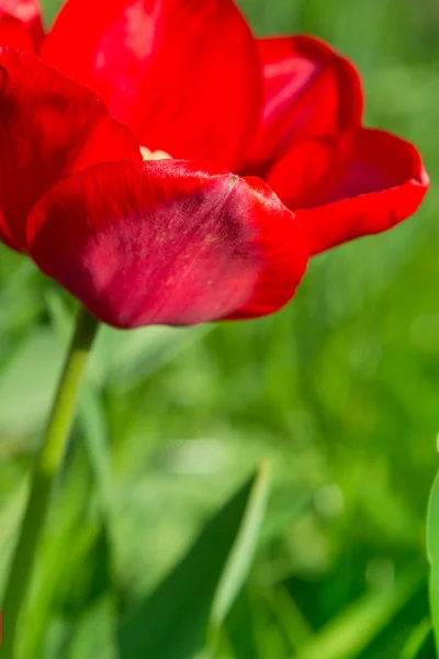Tulipán rojo en el campo — Foto de Stock