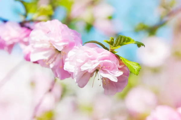 Цветы розовой сакуры — стоковое фото