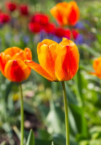 Tulipanes rojos anaranjados en el campo — Foto de Stock
