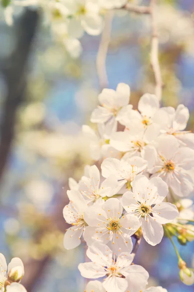 Fiore di ciliegio — Foto Stock