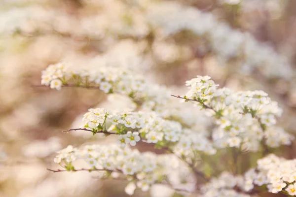 Fiori di spiraea bianca sfocata — Foto Stock