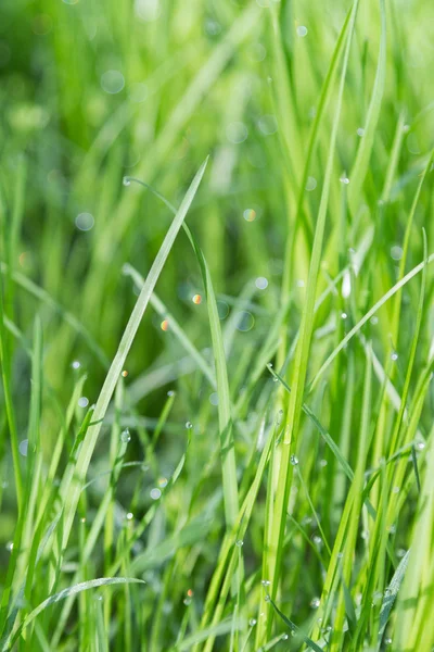 Frisches grünes Gras mit Wassertropfen — Stockfoto