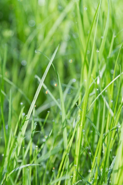 Vers groen gras met waterdruppels — Stockfoto