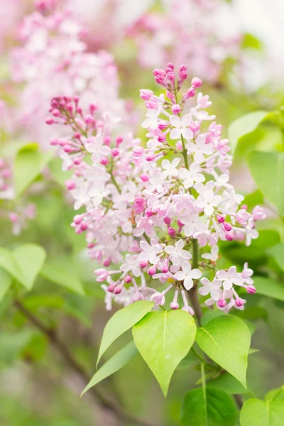Leylak ağacı pastel pembe çiçekler — Stok fotoğraf