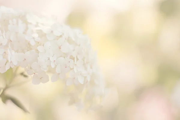 Белая гортензия — стоковое фото